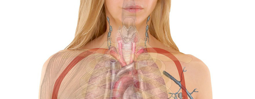 anatomia kobiety