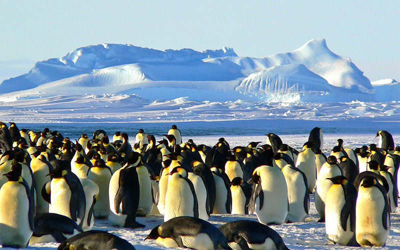 pingwiny na Antarktydzie