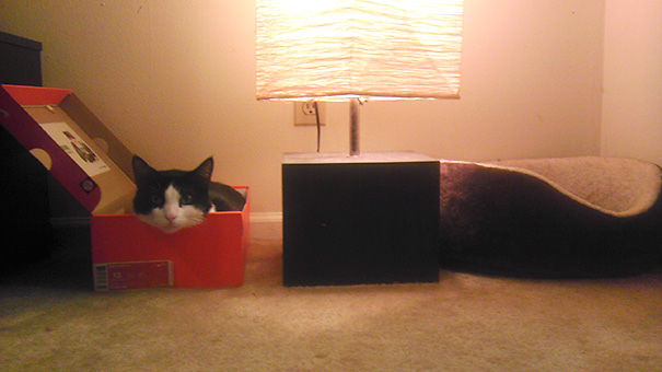 Kot w pudełku na buty