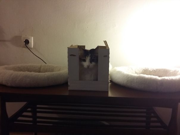 Kot w kartonowym pudełku